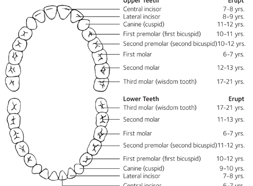 Permanent Teeth Eruption Chart